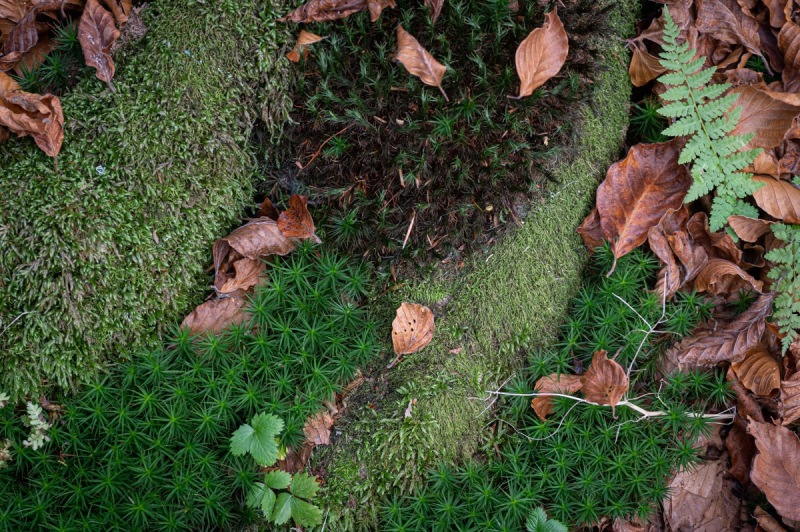 foresta-cansiglio-13